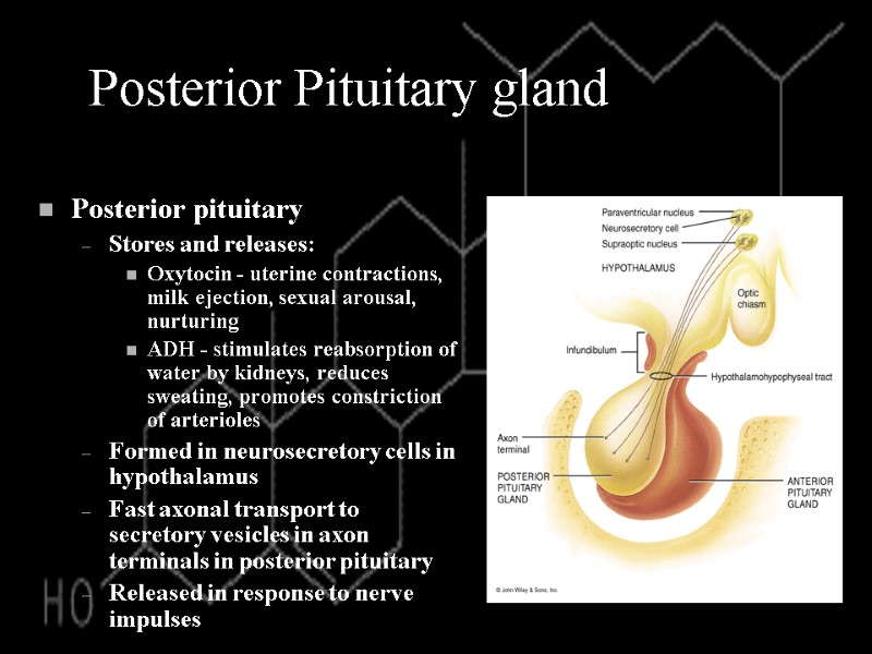 Posterior Pituitary gland Posterior pituitary Stores and releases: Oxytocin - uterine contractions, milk ejection,